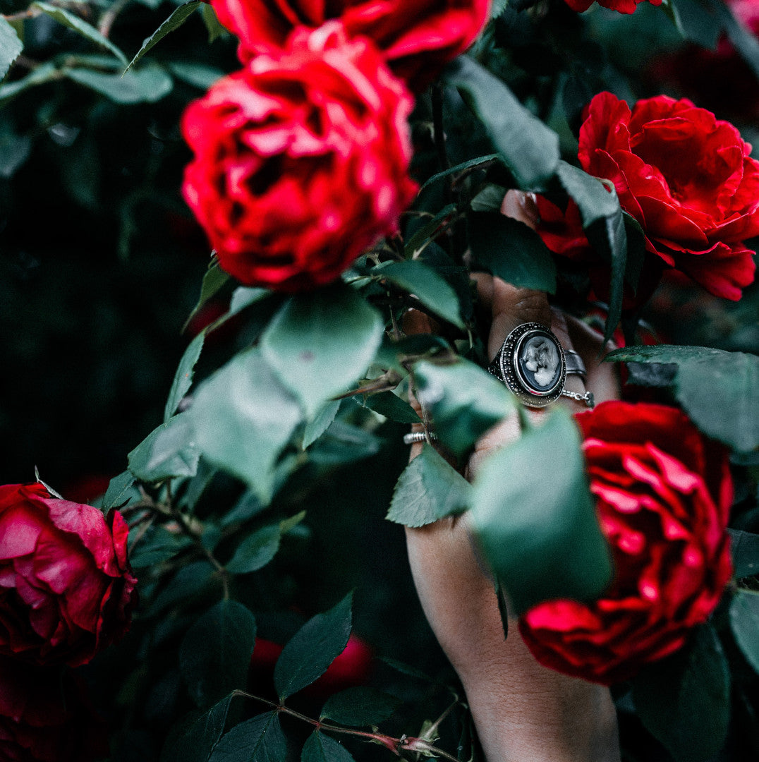 Pictures of Roses. My Rose Garden is our utmost Floral scented candle. It has powerful notes of different Roses and a touch of citrus. If you've ever had the opportunity to be surrounded by blooming roses, you will know what it is. If not, let us show you. My Rose Garden Scent is a combination of Rosewater, Apple Blossom, Mandarin, Verbena, Black Rose, Geranium, Climbing Ivy, Damask Rose, Rosewood, and Musk. A gift to your muse, a gift to feminine energy. Mother's Day, Valentine's Day.